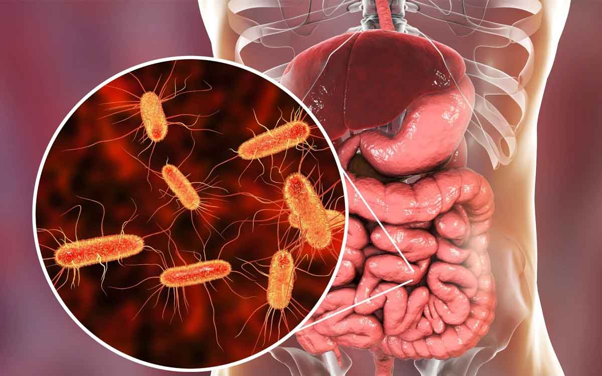 Gut Bacteria | జీర్ణ వ్య‌వ‌స్థ‌లో ఉండే మంచి బ్యాక్టీరియాతో గుండె ఆరోగ్యం ప‌దిలం.. వెల్ల‌డించిన శాస్త్ర‌వేత్త‌లు..