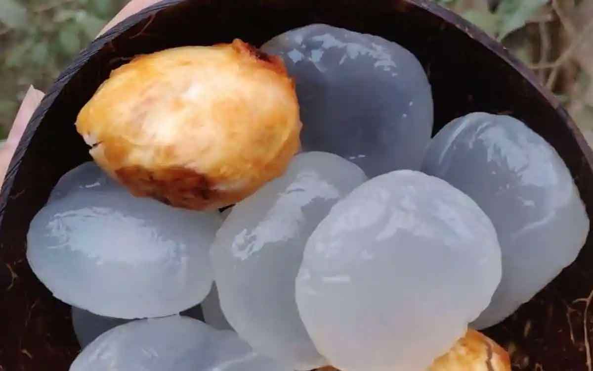 Ice Apple | తాటి ముంజ‌ల‌ను తింటున్నారా..? ఈ విష‌యాలను తెలుసుకోవాల్సిందే..!