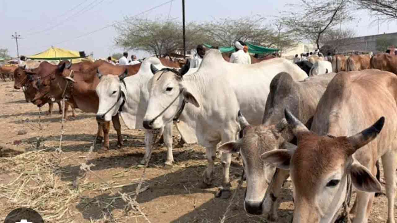 Jainur | రేపే జైనూర్‌లో వారపు సంతల వేలం పాట