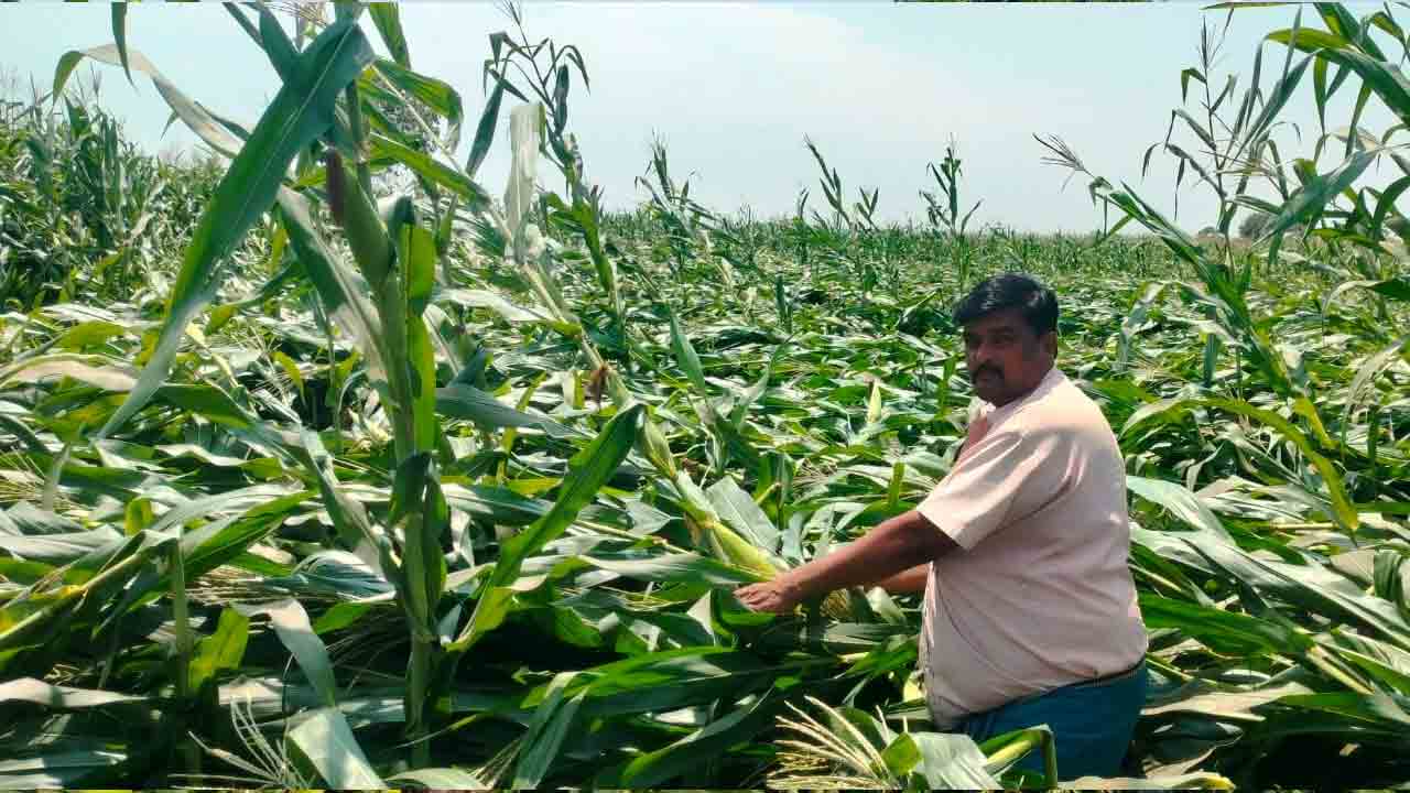 Julapalli | జూలపల్లి మండలంలో గాలివాన బీభత్సం..నేలకొరిగిన పంటలు
