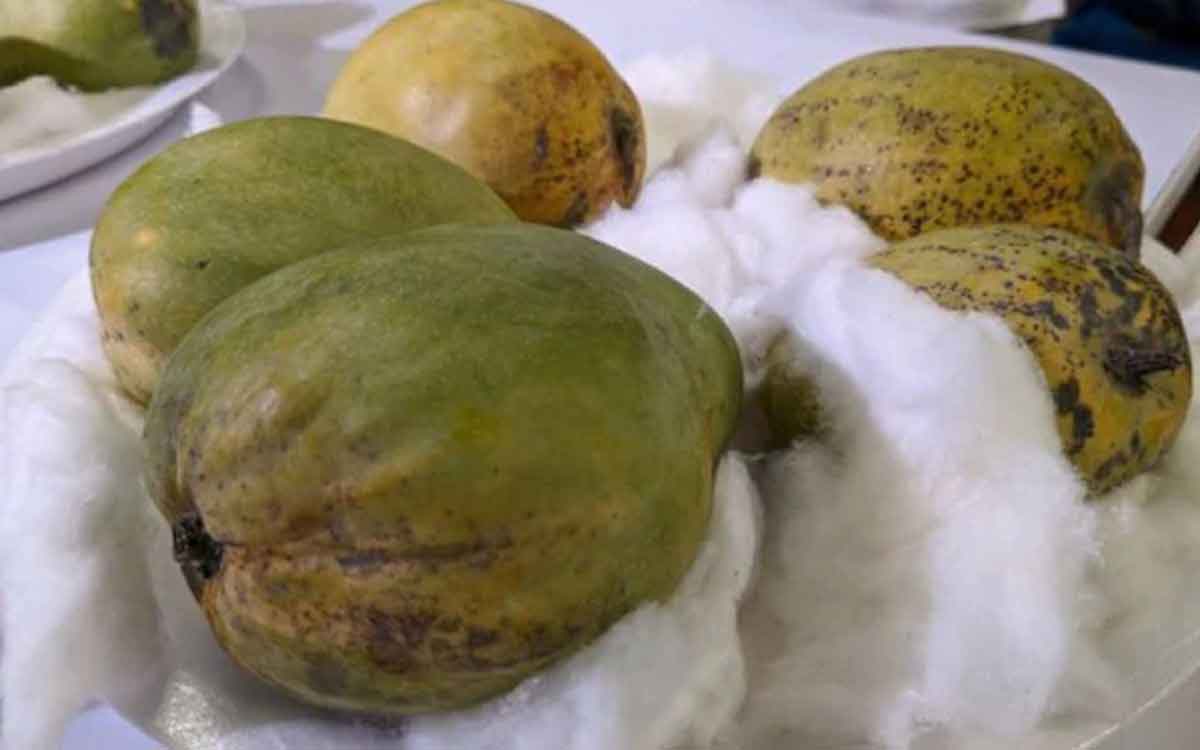 Kohitur Mangoes | ఈ మామిడిపండ్లు అత్యంత అరుదైన‌వి.. ఒక్క పండు ధ‌ర రూ.1500..