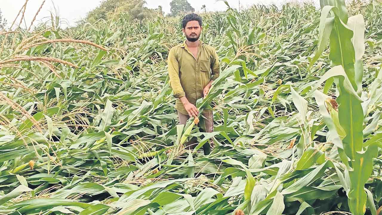 అకాల నష్టం.. కరీంనగర్‌ ఉమ్మడి జిల్లాలో దెబ్బతిన్న మక్క