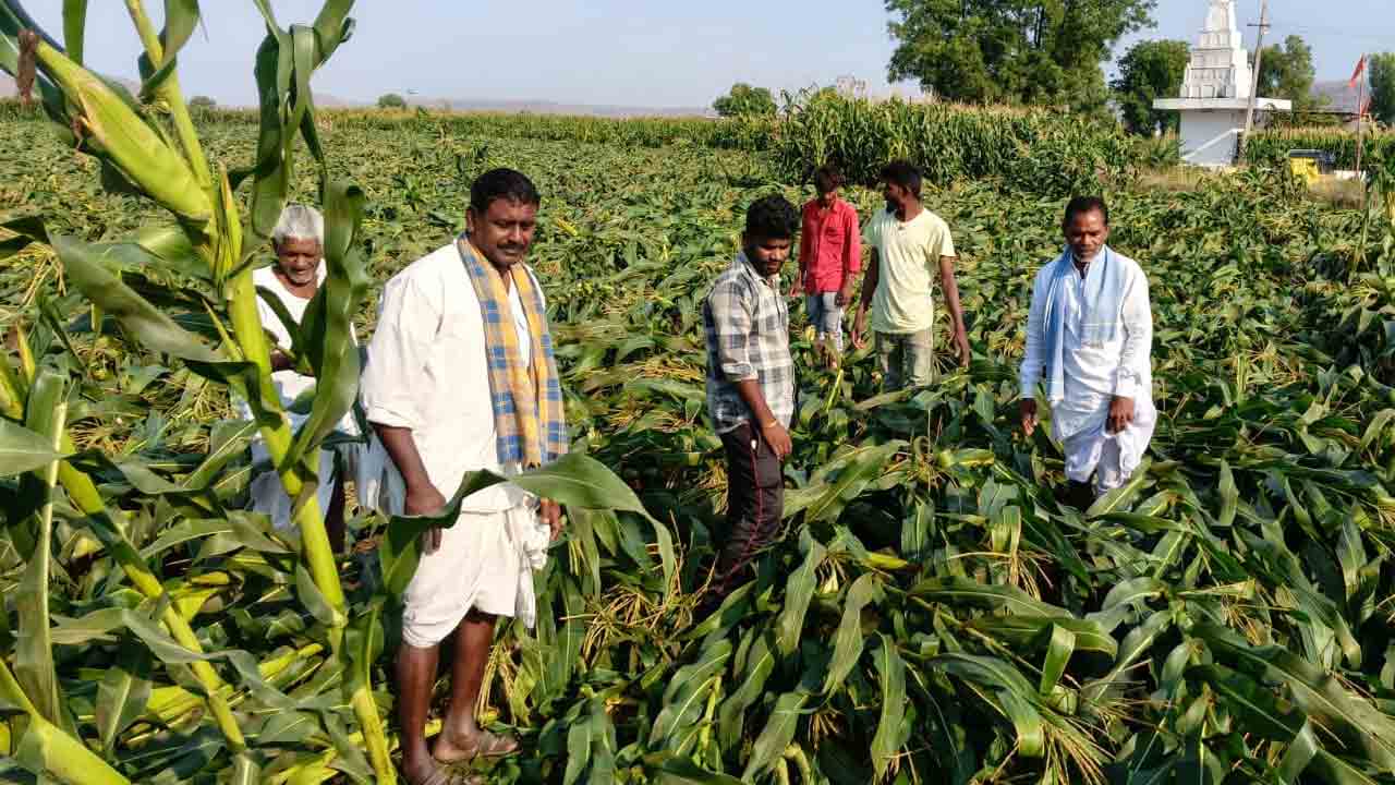 Kubheer | అకాల వర్షంతో రైతన్నకు అపార నష్టం..