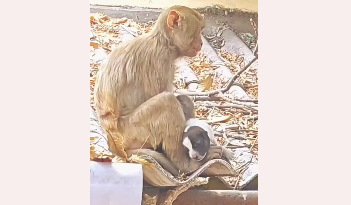 GodavariKhani | కుక్క పిల్లకు మాతృత్వం పంచిన కోతి.. గోదావరిఖనిలో అరుదైన దృశ్యం