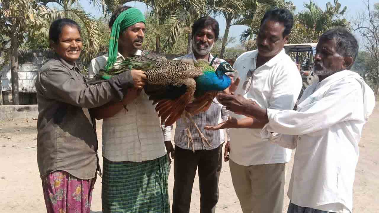 Sultanabad Rural | పంట పొలంలో నెమలి..ఫారెస్ట్ అధికారులకు అప్పగింత