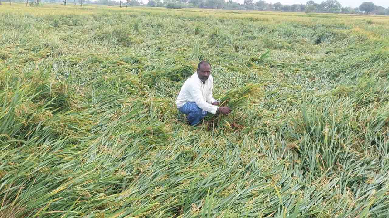 నిజామాబాద్ జిల్లాలో అకాల వర్షాలు.. దెబ్బతిన్న పంటలు