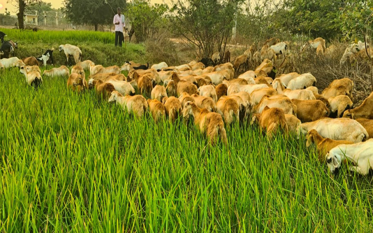 పాముకుంటలో నీళ్లులేక‌ ఎండుతున్న పంటలు