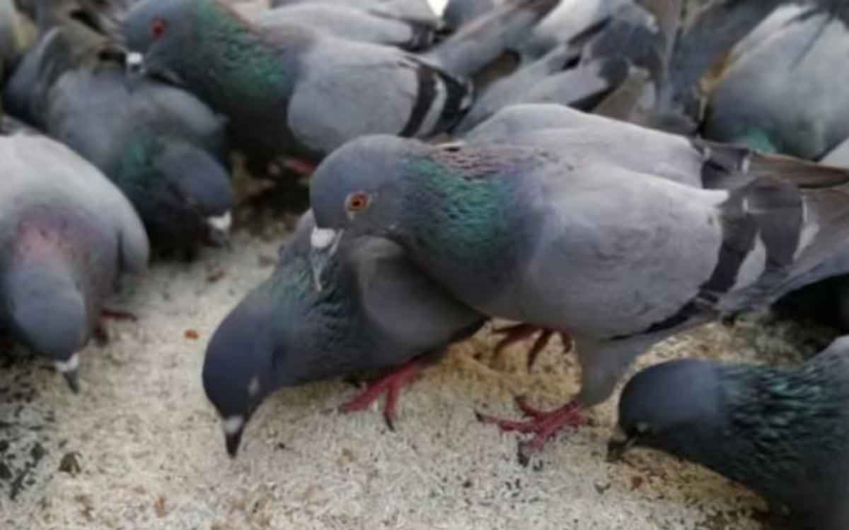 Lung Diseases | పావురాళ్ల విస‌ర్జ‌న‌, రెక్క‌ల ధూళితో శ్వాస‌కోశ స‌మ‌స్య‌లు.. జాగ్ర‌త్త‌లు పాటించాల్సిందేనంటున్న నిపుణులు..