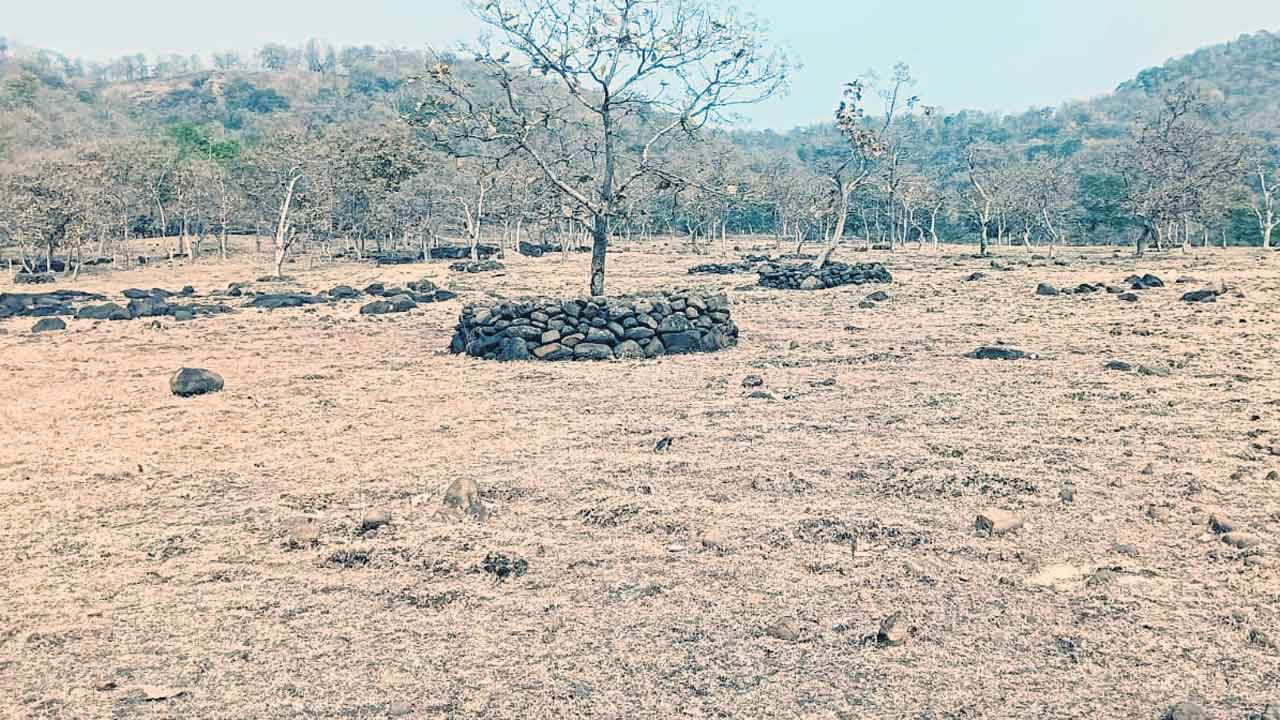 మైదానాన్ని తలపిస్తున్నపొనికి వనం