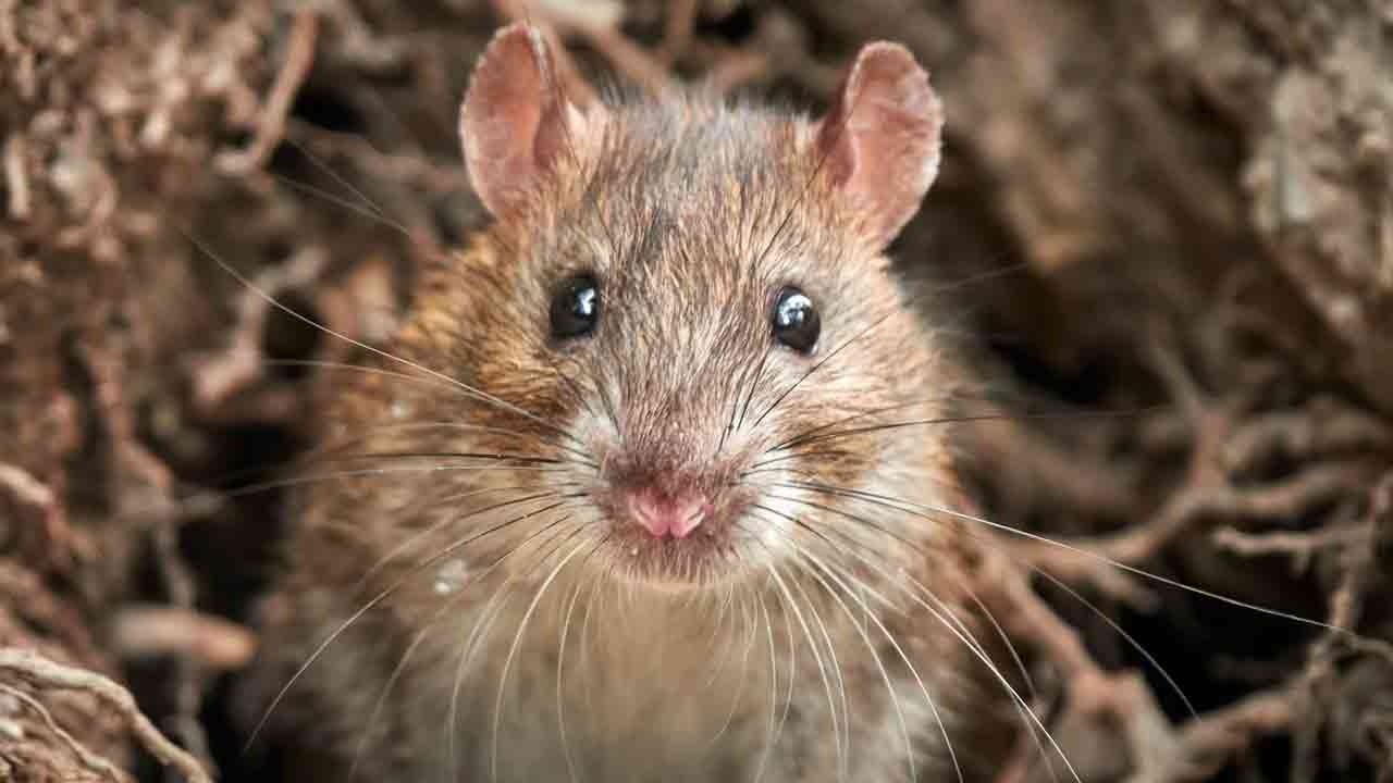 KU Hostel | కేయూ హాస్టల్‌లో ఎలుకల బెడద.. 14 మంది కరిచినా పట్టించుకోని అధికారులు