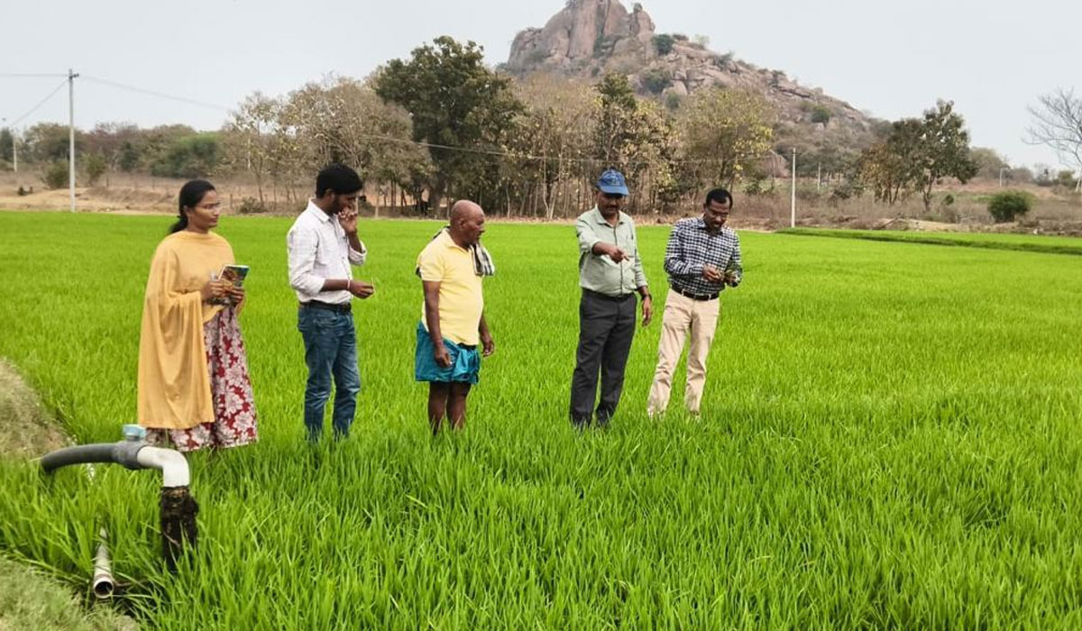 ఉల్లంపల్లిలో వరి పంటల పరిశీలన
