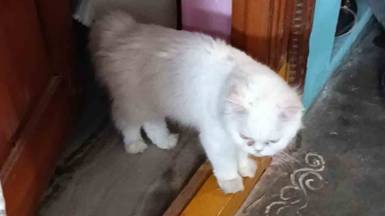 SUicide | పెంపుడు పిల్లి చనిపోయిందని.. ప్రాణాలు తీసుకున్న యువతి..!