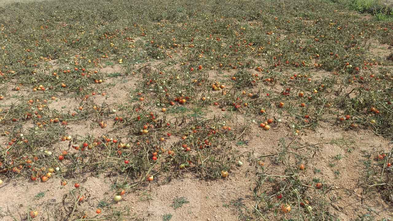 టమాట ధర ఢమల్‌