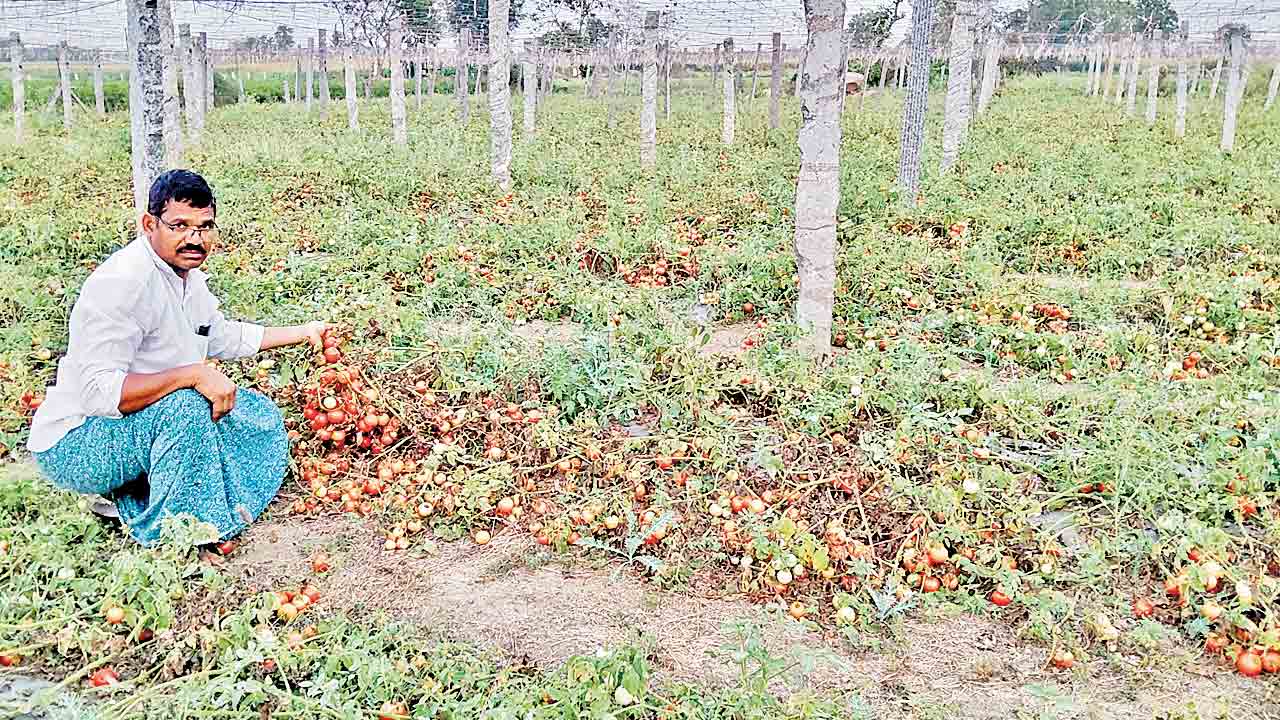 కిలో టమాట రూపాయి