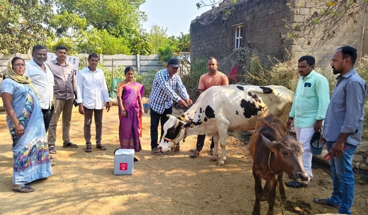 Kotagiri | పశువులకు గాలికుంటు వ్యాధి నివారణ టీకాలు వేయించాలి.. ఏత్తోండ క్యాంప్‌ సర్పంచ్‌ వీరామణి అర్జున్‌