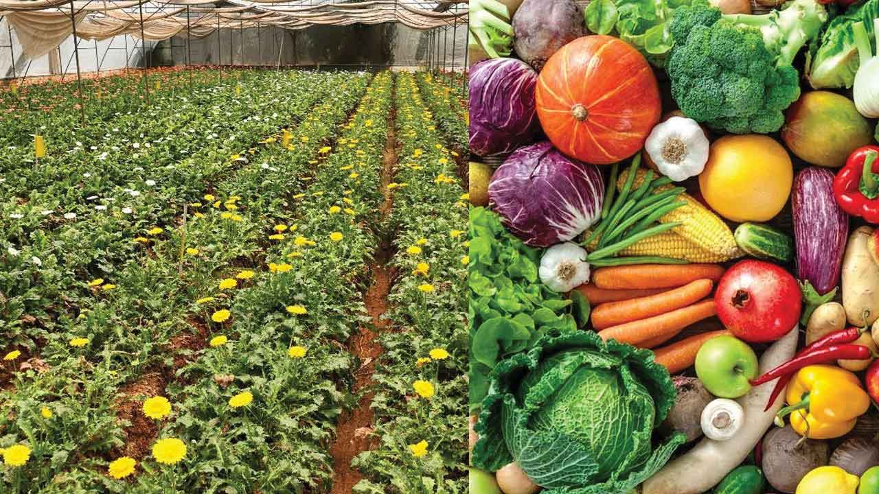 కూరగాయల సాగుతోనే రైతులకు భవిష్యత్తు