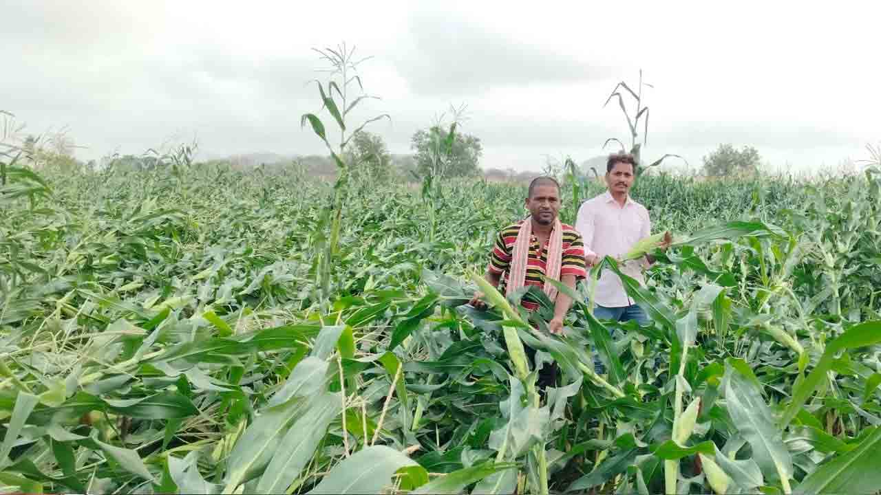 Veleru | ఈదురుగాలికి నేలమట్టమైన మొక్కజొన్న పంట