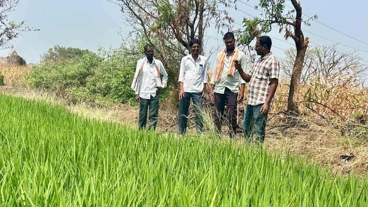 Weed Killer | పారాక్వాట్ కలుపు మందు విషపూరితమైంది.. రైతులకు ఏఈఓ నాగార్జున సూచనలు ఇవే