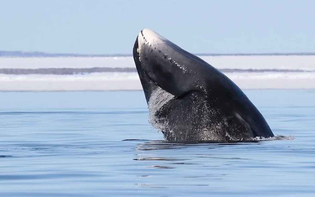 Human Life | మ‌నుషులు 200 ఏళ్ల వ‌ర‌కు జీవించ‌వ‌చ్చా..? తిమింగ‌లాల‌పై సైంటిస్టుల అధ్య‌య‌నం ఏం చెబుతోంది..?