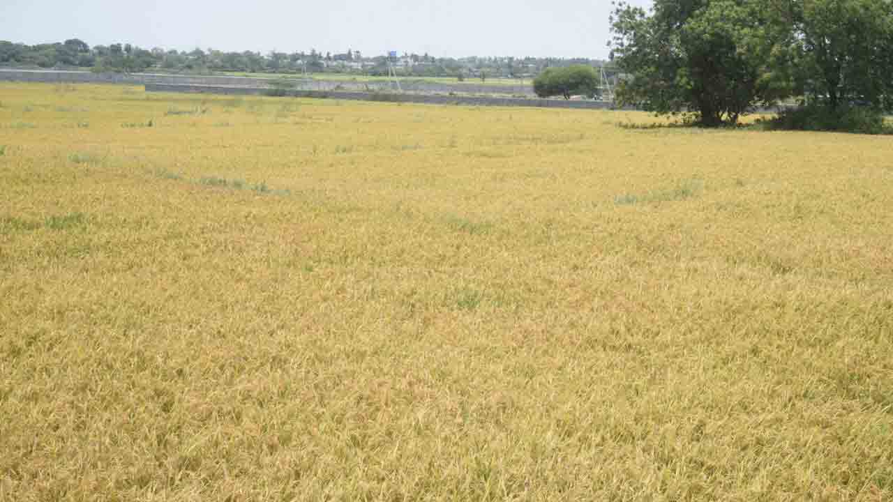 యాసంగిలో  పెరిగిన వరిసాగు