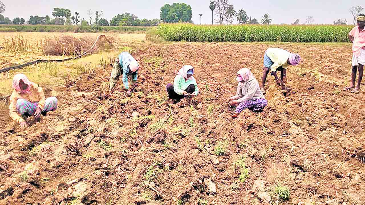 దిగుబడి లేక దిగాలు.