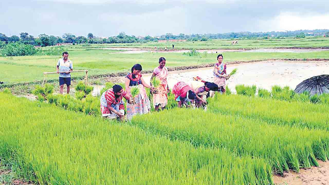 నాడు వరి ముద్దు.. నేడు వద్దు.. నాడు ప్రతిపక్షంలో ఉండగా వరి సాగు చేయాలన్న రేవంత్‌రెడ్డి