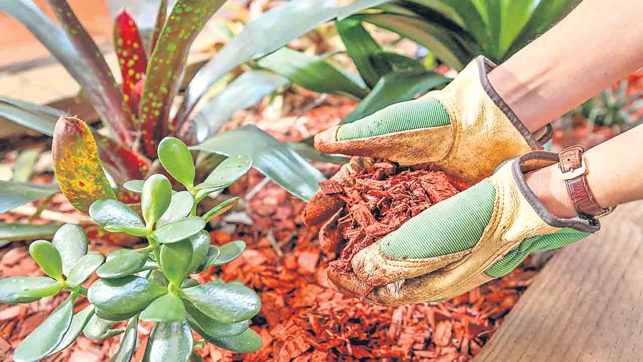 కుండీల్లోనూ మల్చింగ్‌!