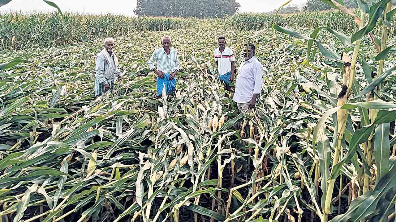 అర్ధరాత్రి ఈదురుగాలుల బీభత్సం.. ఉమ్మడి జిల్లాలో భారీ నష్టం