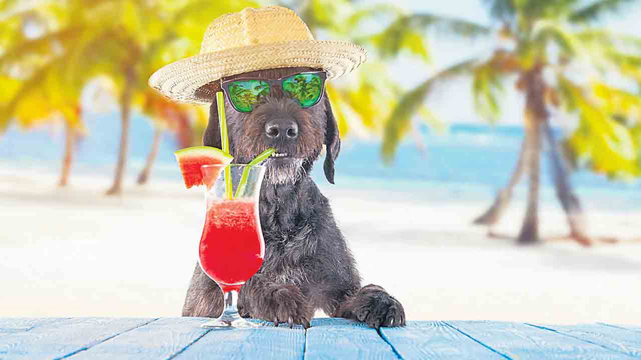 వేసవి నుంచి రక్షణ