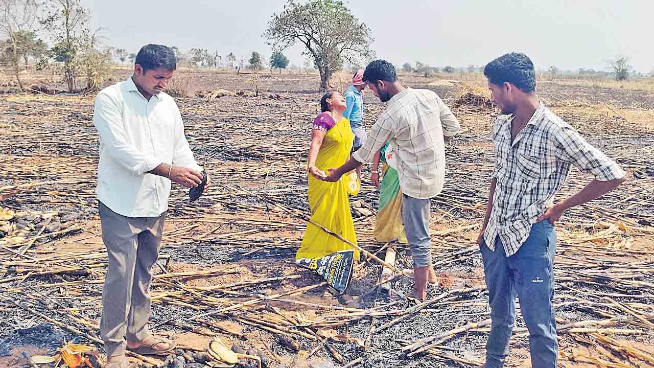 షార్ట్‌సర్క్యూట్‌తో మక్కజొన్న చేలు దగ్ధం.. 20 ఎకరాల్లో కాలిబూడిదైన పంట..రూ.20 లక్షల మేర నష్టం