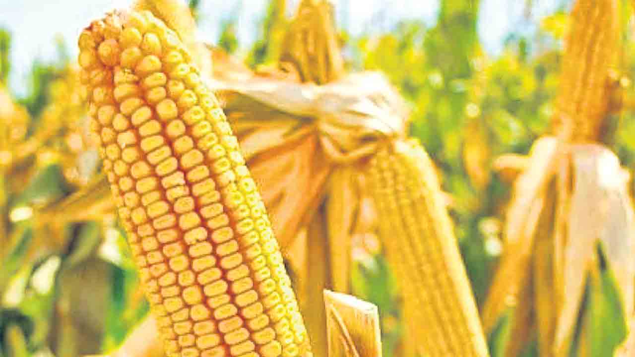 మక్క రైతు మండిపాటు.. కొనుగోలుకేంద్రాల కోసం ఆందోళన