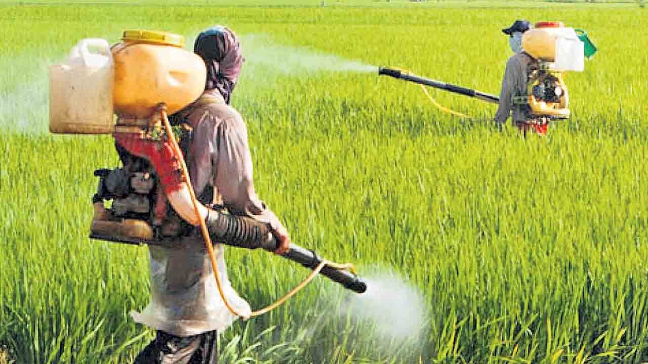 పారాక్వాట్‌ గడ్డి మందుపై నిషేధం.. అధికారిక ఉత్తర్వులు జారీ చేసిన ప్రభుత్వం