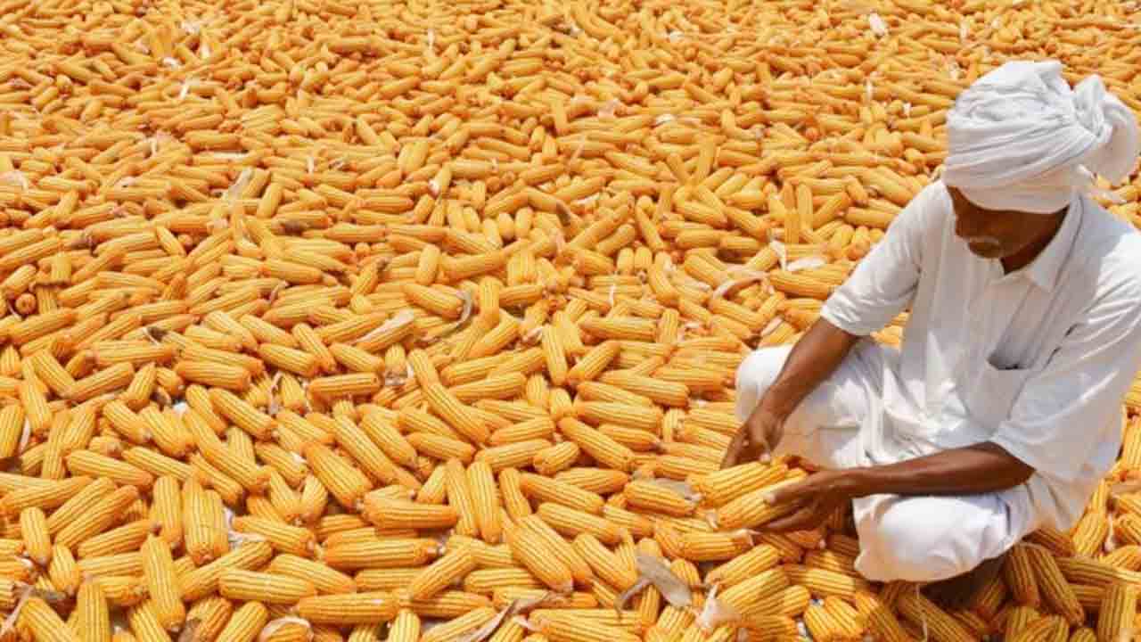 జొన్న కొనుగోళ్లు సున్నా.. ప్రభుత్వం కాలయాపన.. ముఖ్యమంత్రి వద్దే ఫైల్‌ పెండింగ్‌