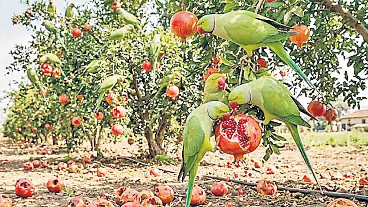 చిలుకలు వన్యప్రాణులే.. పంట నష్టానికి పరిహారం చెల్లించాల్సిందే