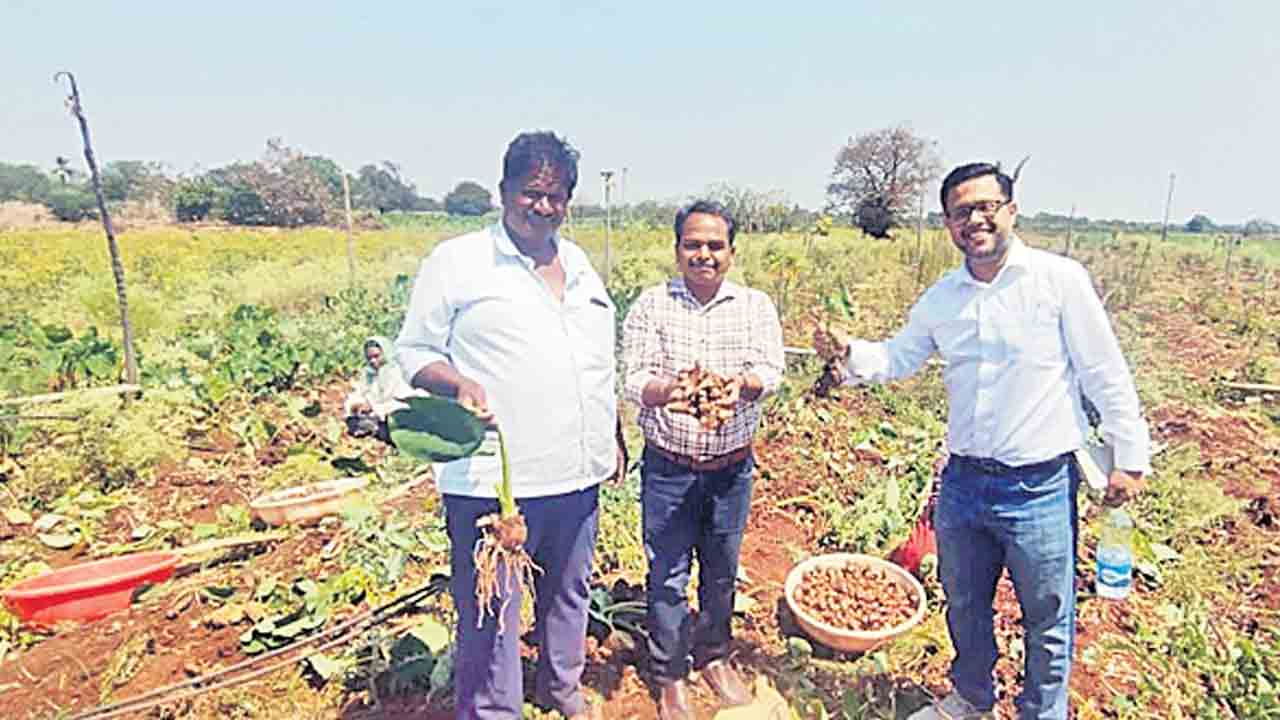 సజ్జాపూర్‌ చామదుంపకు భౌగోళిక గుర్తింపు