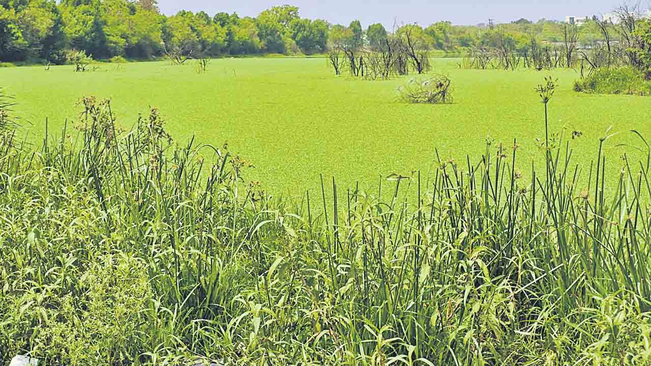 కాలుష్యకాసారంగా చెరువులు