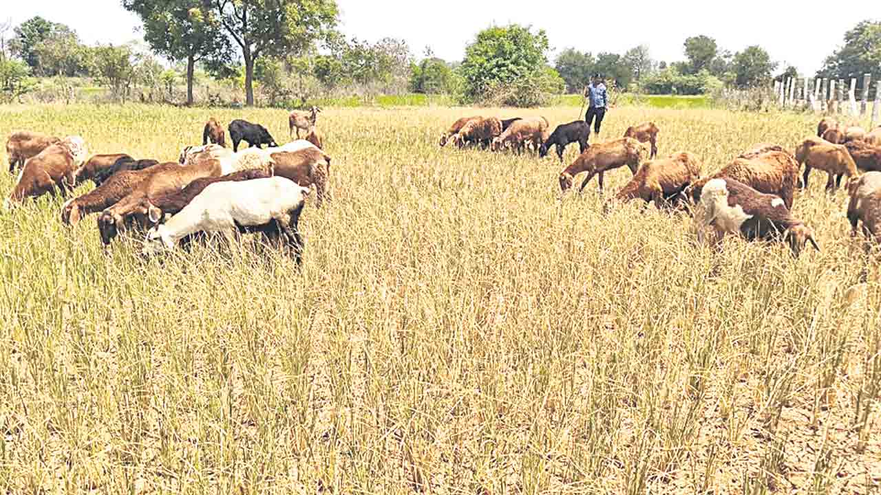 ఎండుతున్న పంటలు