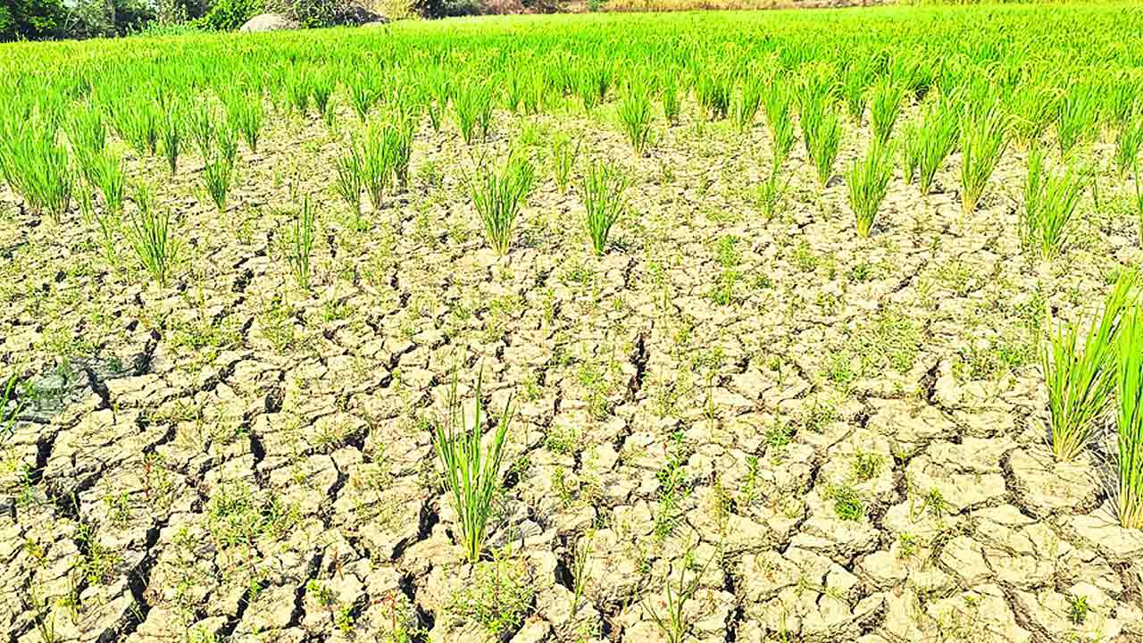 చేతికొచ్చే దశలో ఎండుతున్న వరి పంటలు