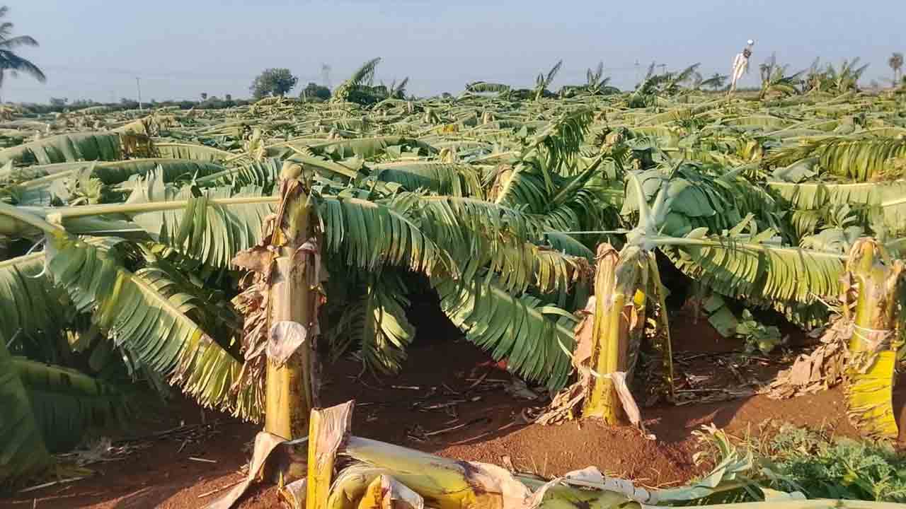 గాలివాన బీభత్సం