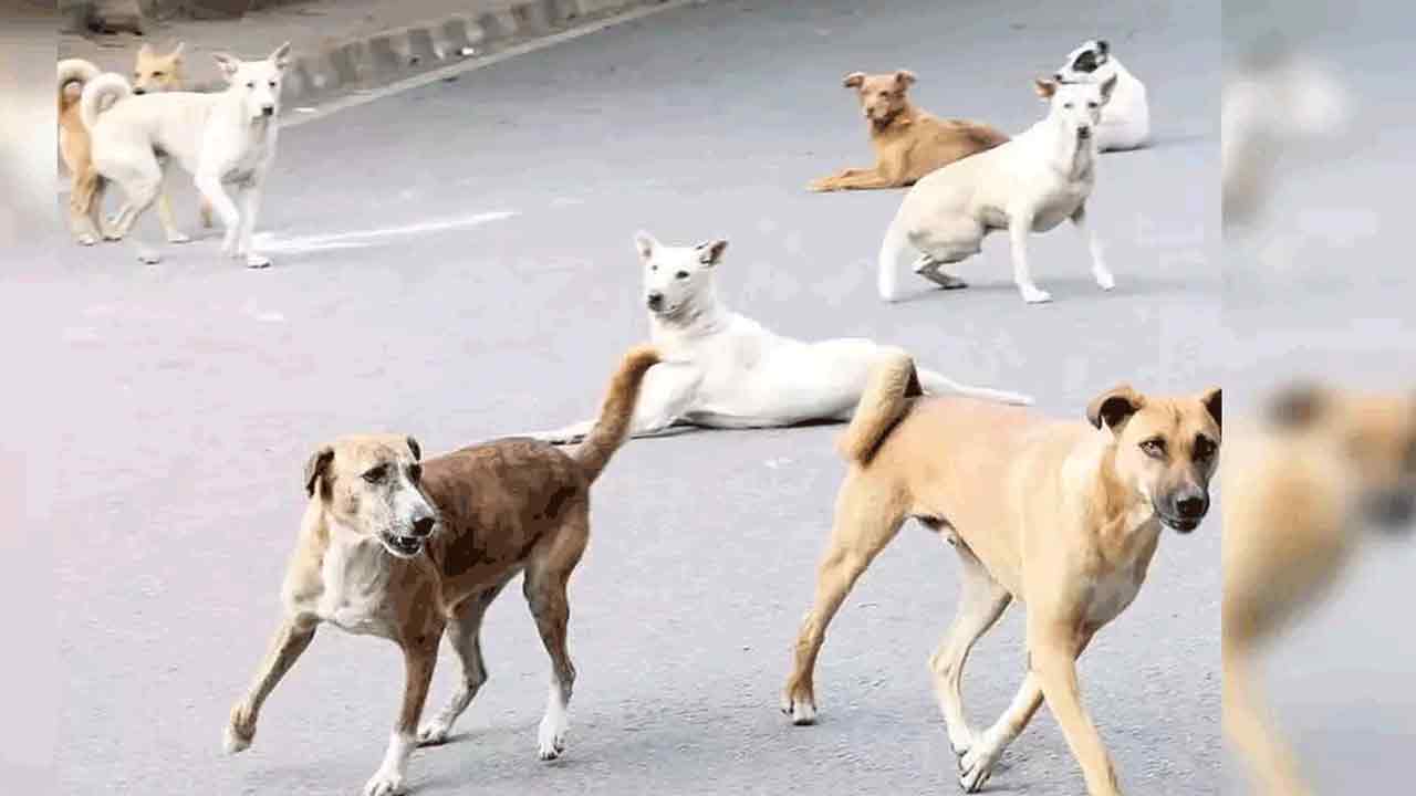 Dogs attack | చిన్నారిని చంపేసిన కుక్కలు..పెద్దపల్లి జిల్లా కాట్నపల్లిలో విషాదం