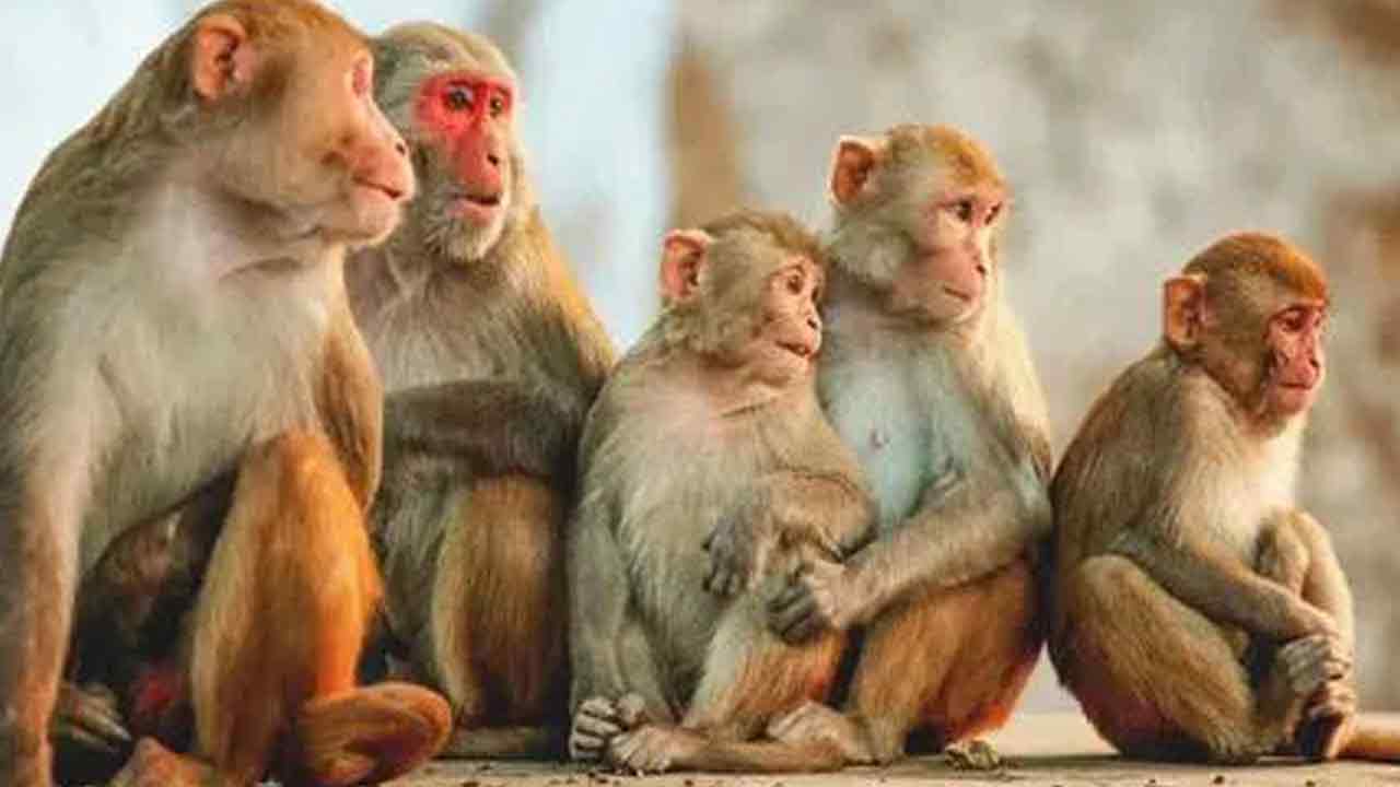 పల్లెప్రకృతివనంలో కోతుల మృతి