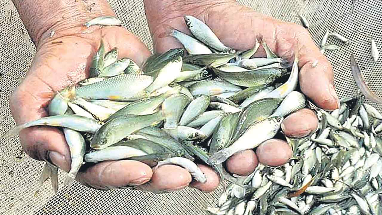 నిర్లక్ష్యపు నీడలో మత్స్యశాఖ