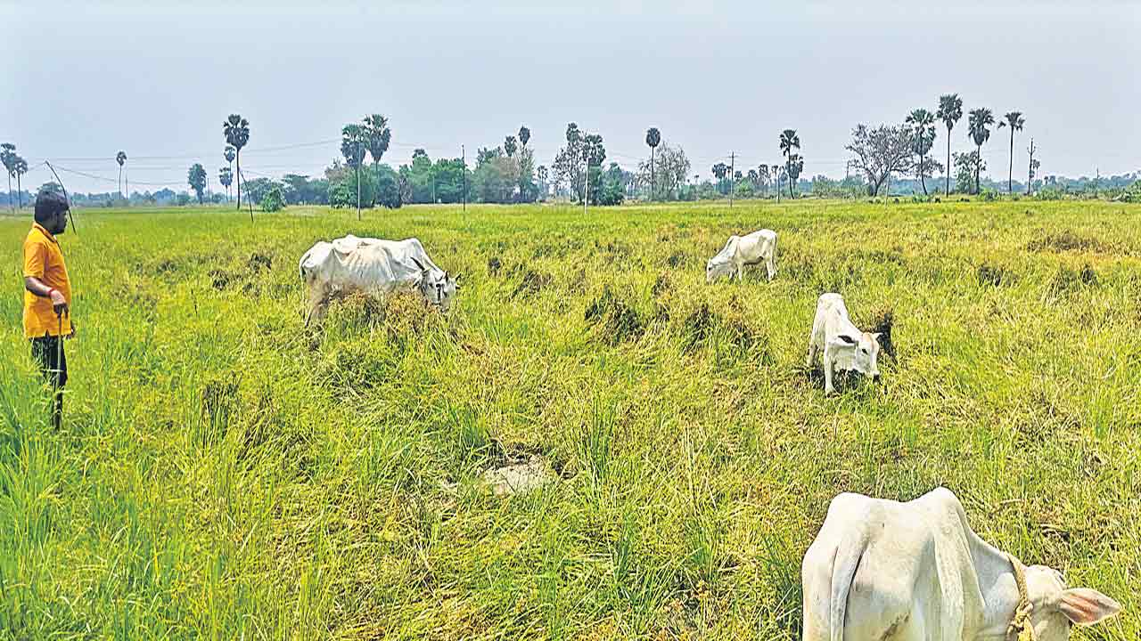 కొంపముంచిన నకిలీ విత్తనాలు!