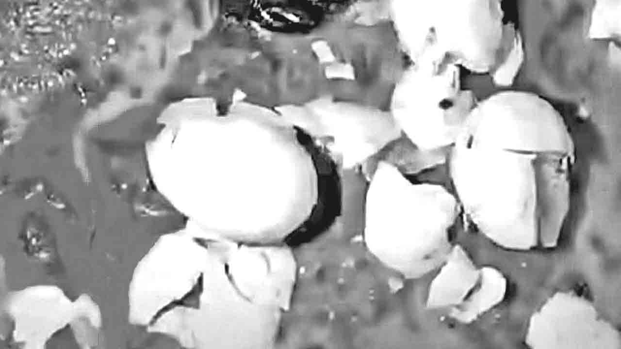 రూ.2కే కుళ్లిన గుడ్ల విక్రయం