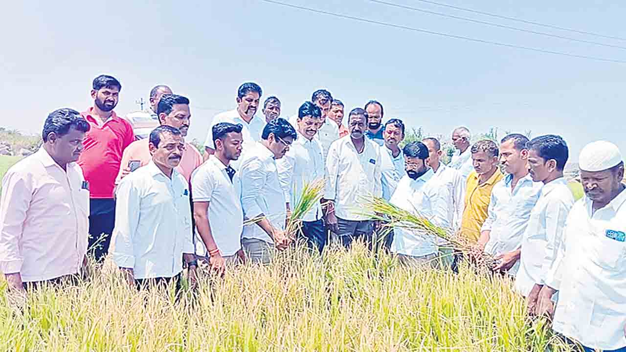 వడగండ్లు.. కడగండ్లు