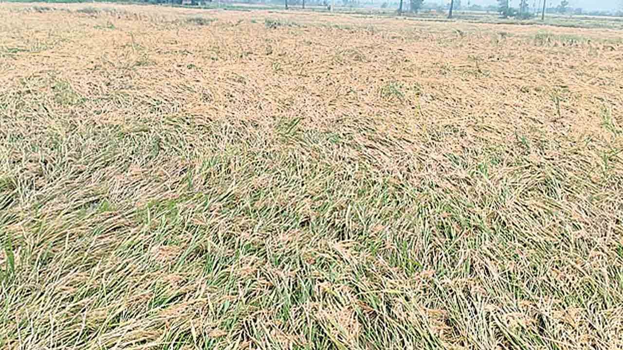 వడగండ్ల వాన.. దెబ్బతిన్న పంటలు
