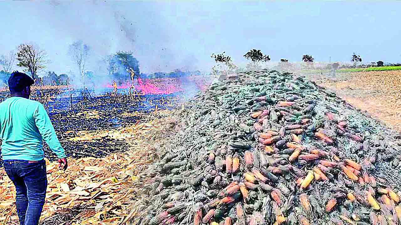 అగ్నికి ఆహుతైన మక్కజొన్న చేన్లు