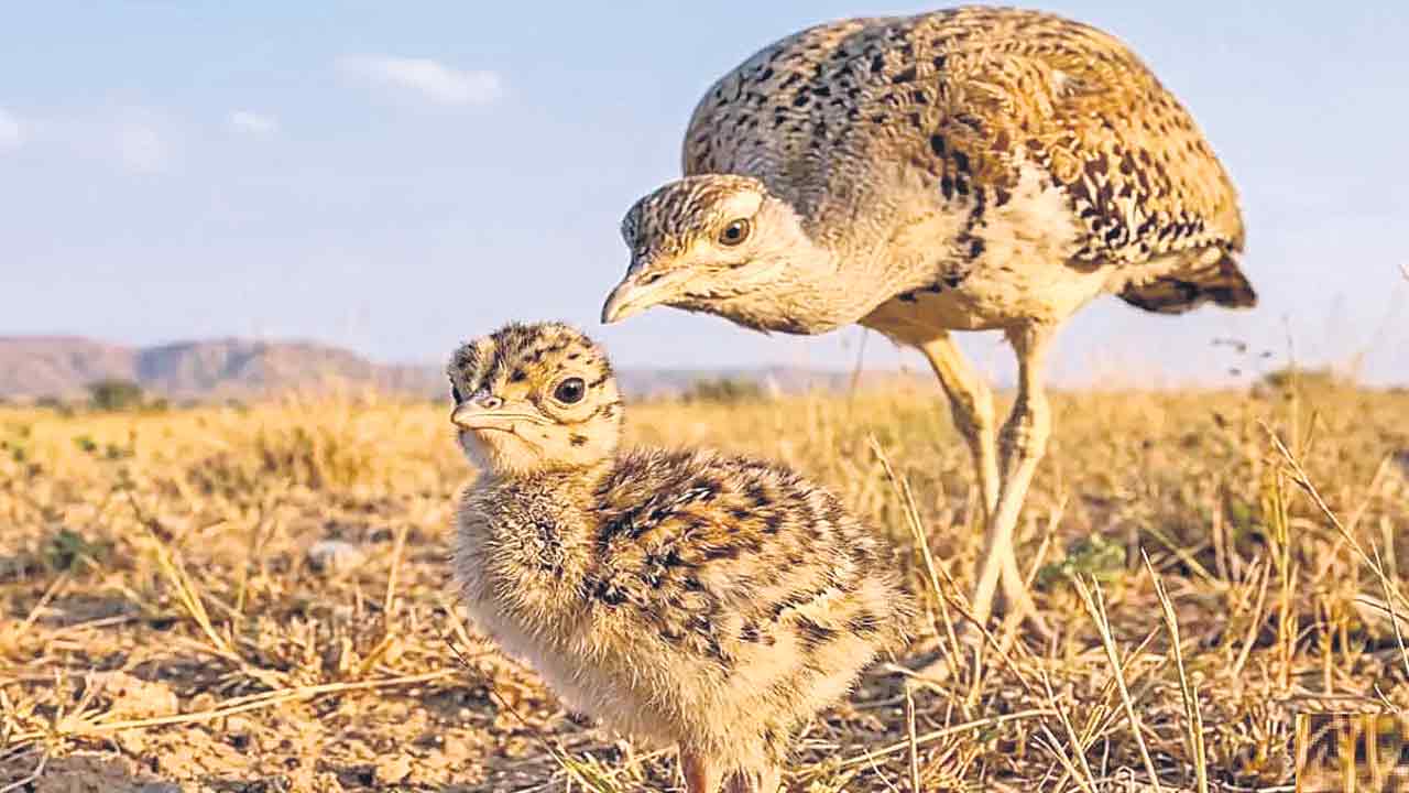 పక్షికి 50 మంది బాడీగార్డులు!