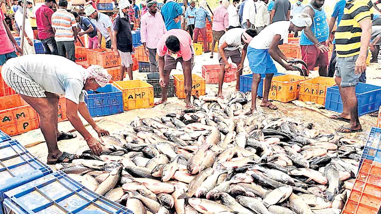 మత్స్య శాఖ మాయాజాలం!