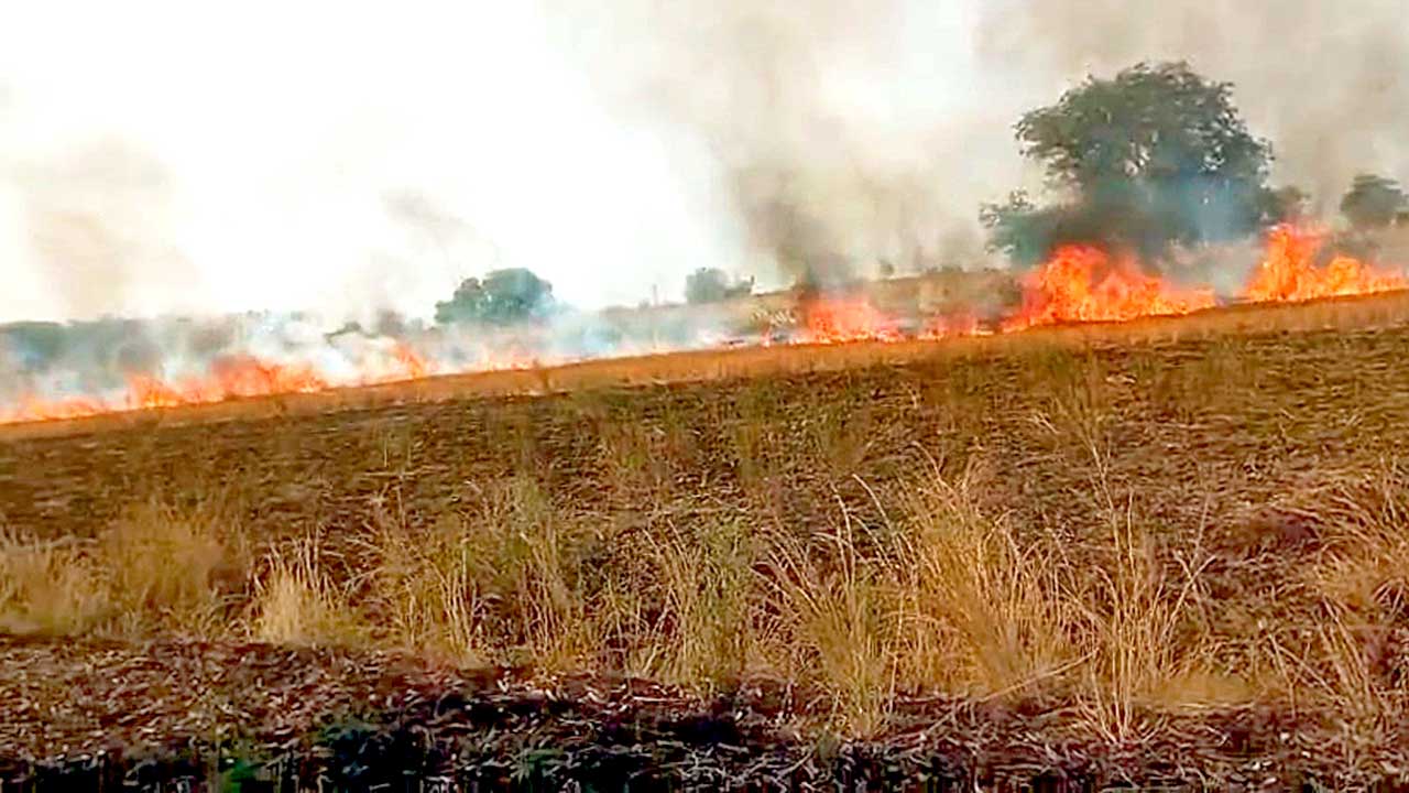 పంటలు దగ్ధం